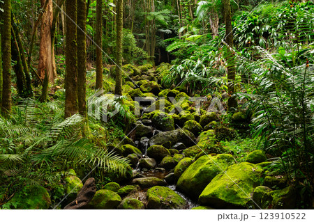 Water stream running among mossy green rocks in the rainforest. 123910522