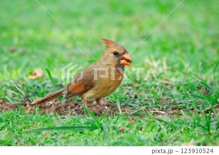 Female Northern cardinal is feeding on the ground in green grass. Female Northern cardinal is feeding on the ground in green grass. 123910524