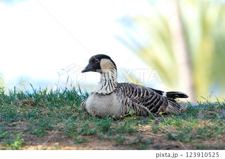 Endangered specie Hawaiian goose is resting in the shade of the park. Endangered specie Hawaiian goose is resting in the shade of the park. 123910525