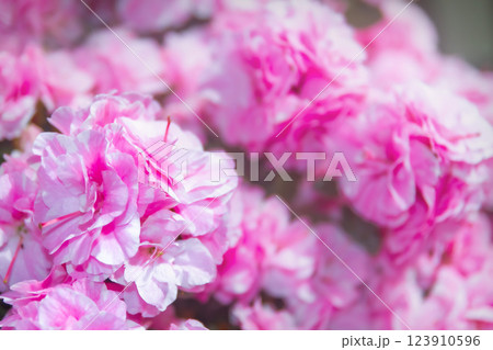 ピンク色のアザレア　あやとり(新潟) 123910596