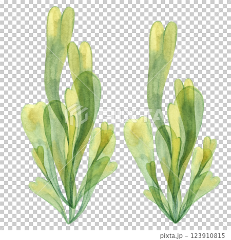 Two sea grapes algae illustrations in yellow green colors. Watercolor kelp, seaweed with delicate leaves for underwater and coastal projects, sea life themes, packaging and printed materials 123910815