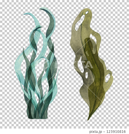 Light blue and green watercolor seaweed clipart with long, wavy leaves. Laminaria, kelp sea plants. Isolated algae illustration with underwater life for aquatic or coastal designs, packaging, posters Light blue and green watercolor seaweed clipart with long, wavy leaves. Laminaria, kelp sea plants. Isolated algae illustration with underwater life for aquatic or coastal designs, packaging, posters 123910816