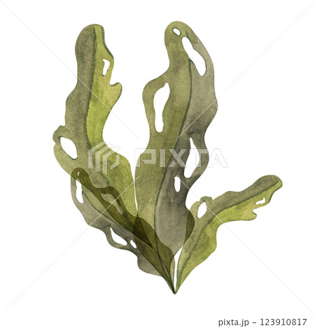 Olive-green watercolor seaweed clipart with large, porous leaves. Brown kelp, fucus sea plant, isolated algae illustration for ocean designs, natural underwater vegetation, food supplements 123910817