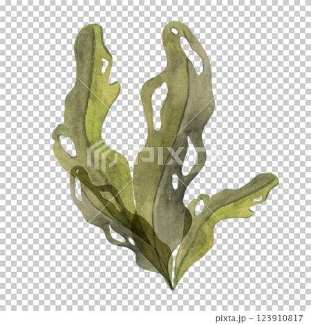 Olive-green watercolor seaweed clipart with large, porous leaves. Brown kelp, fucus sea plant, isolated algae illustration for ocean designs, natural underwater vegetation, food supplements 123910817