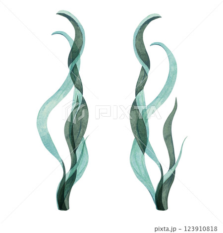 Two tall, teal watercolor seaweed plants with flowing curves. Kelp, laminaria isolated illustration for ocean scenes, packaging, food supplements or aquatic designs. Sea lettuce clipart 123910818