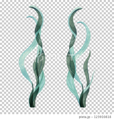 Two tall, teal watercolor seaweed plants with flowing curves. Kelp, laminaria isolated illustration for ocean scenes, packaging, food supplements or aquatic designs. Sea lettuce clipart 123910818