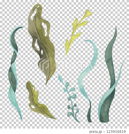 Green, blue and yellow watercolor seaweed clipart set. Algae design elements, kelp, laminaria isolated illustrations for ocean-themed designs, marine life scenery, food supplements packaging Green, blue and yellow watercolor seaweed clipart set. Algae design elements, kelp, laminaria isolated illustrations for ocean-themed designs, marine life scenery, food supplements packaging 123910819