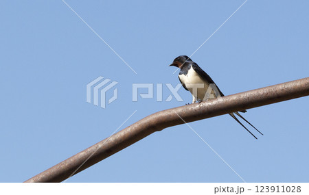 Martlet on the tube 123911028