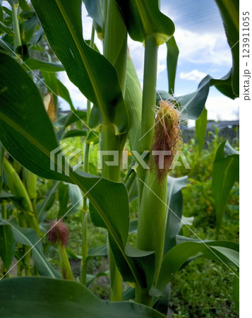 Corn in the green corn field Corn in the green corn field 123911055