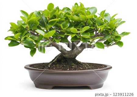 Small bonsai tree growing in a pot on a white background 123911226