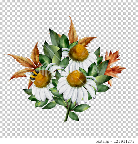 Composition of chamomile flowers, green and dry maple leaves and bumblebee. Watercolor illustration. Hand drawn illustration isolated on white background. For cards, textiles, design 123911275