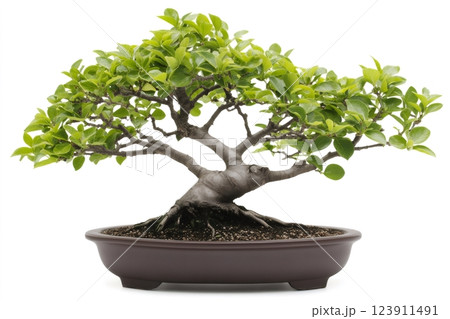 Bonsai tree growing in a pot on white background 123911491