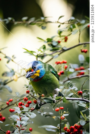 鳥 鳥綱 バーディー 123911604