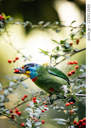 鳥 鳥綱 バーディー 123911920