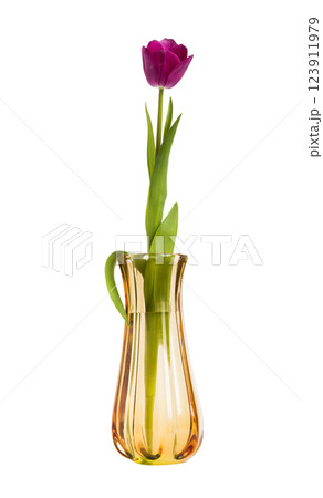 Single tulip in a vase 123911979