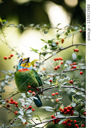 鳥 鳥綱 バーディー 123911988