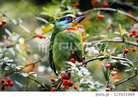 鳥 鳥綱 バーディー 123911989