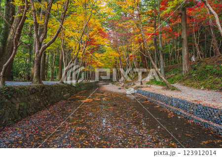 森町の遠江国一宮小國神社のもみじまつりの紅葉の風景(静岡県) 123912014