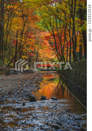 森町の遠江国一宮小國神社のもみじまつりの紅葉の風景(静岡県) 123912016