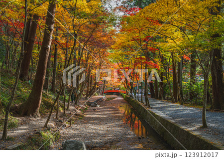 森町の遠江国一宮小國神社のもみじまつりの紅葉の風景(静岡県) 123912017