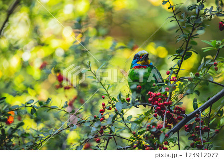 鳥 鳥綱 バーディー 123912077