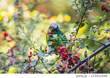 鳥 鳥綱 バーディー 123912099