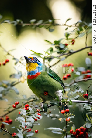 鳥 鳥綱 バーディー 123912112