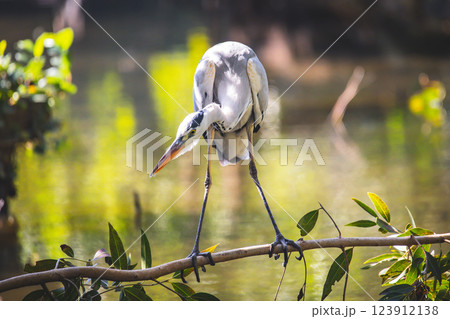 鳥 鳥綱 バーディー 123912138