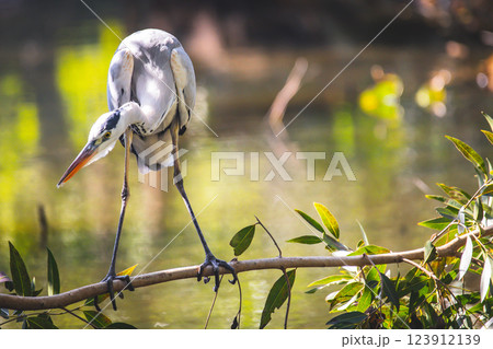 鳥 鳥綱 バーディー 123912139
