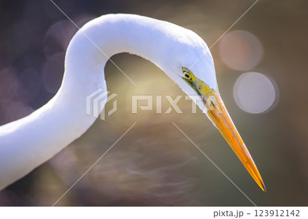鳥 鳥綱 バーディー 123912142