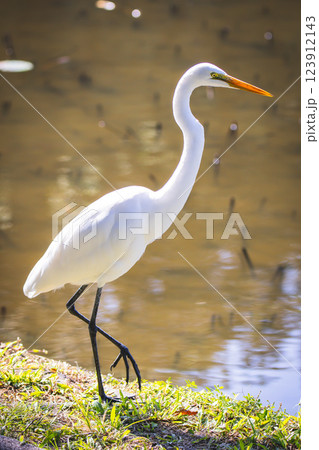 鳥 鳥綱 バーディー 123912143