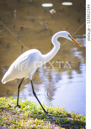 鳥 鳥綱 バーディー 123912144