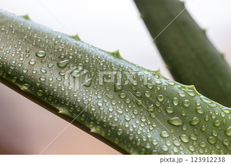 Leaf aloe Vera 123912238