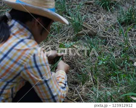 Asian adult woman working outdoors in summer garden. Asian adult woman working outdoors in summer garden. 123912912