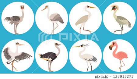 Set of vector birds. Ostrich, heron, stork and flamingo. Animals collection. 123913273