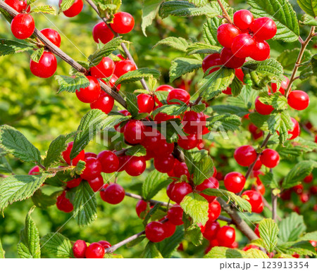 Cherry bush on summer sunny day. Korean cherry, mountain cherry. 123913354