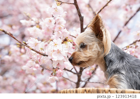 河津桜とヨークシャテリア 123913418