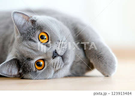 British shorthair cat playing with a toy mouse on the floor 123913484