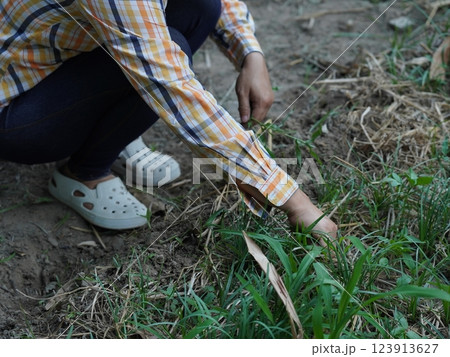 Asian adult woman working outdoors in summer garden. Asian adult woman working outdoors in summer garden. 123913627