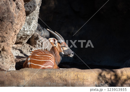 Eastern bongo (Tragelaphus eurycerus isaaci) Eastern bongo (Tragelaphus eurycerus isaaci) 123913935