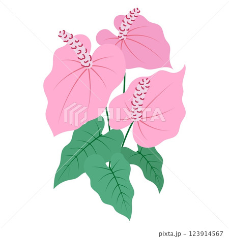 anthurium flower isolated 123914567