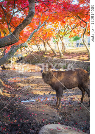 【秋】奈良公園の鹿【紅葉】 123914589