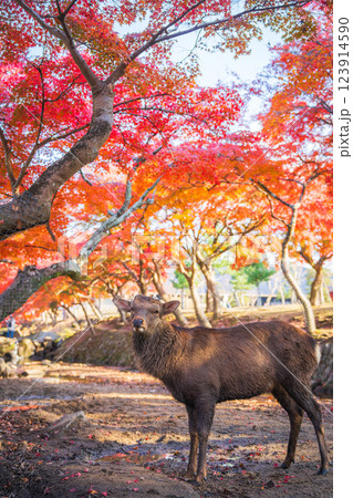 【秋】奈良公園の鹿【紅葉】 123914590