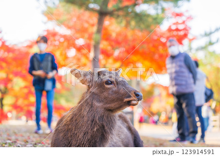 【秋】奈良公園の鹿【紅葉】 123914591