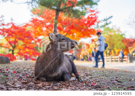 【秋】奈良公園の鹿【紅葉】 123914593