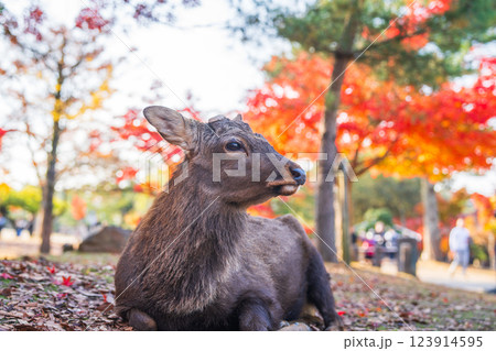 【秋】奈良公園の鹿【紅葉】 【秋】奈良公園の鹿【紅葉】 123914595