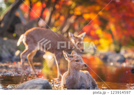 【秋】奈良公園の鹿【紅葉】 【秋】奈良公園の鹿【紅葉】 123914597
