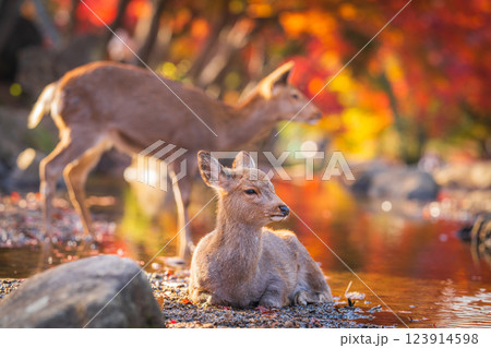 【秋】奈良公園の鹿【紅葉】 123914598
