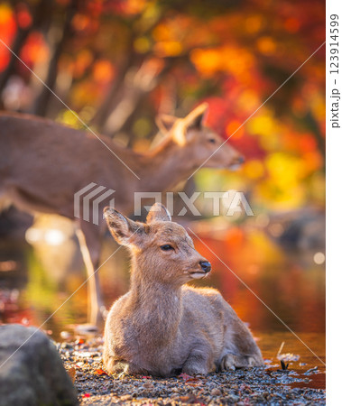 【秋】奈良公園の鹿【紅葉】 123914599