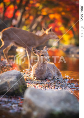 【秋】奈良公園の鹿【紅葉】 123914601